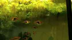 Video Asienbecken von m.k.b.1983 (tY-laoiatN0)