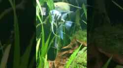 Video Eiablage von Skalare  von Helene (u28bA_0F228)