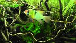 Video Papiliochromis ramirezi Pärchen von Martin Ihde (v-hHTi6tJWo)