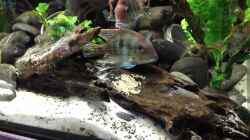 Video Geophagus Red Head breeding Gelege von NRW (vGC1H6TsnGQ)