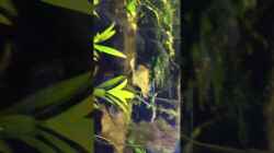 Video Die kleinen Red Fin in voller Pracht von Harald Kästner (veTjcVH0-1M)
