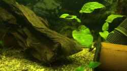 Video Pelvicachromis sacrimontis RED Family Life von Helga Kury (wSILIrElPNQ)