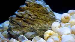 Video Neolamprologus multifasciatus von PhilGabriel (wwGnMv2CHBc)