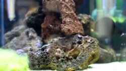 Video Halocaridina rubra (Rote Hawaii Garnelen) von Acki50 (xNM01VsWeCU)