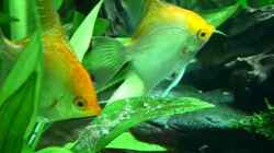 Video Pterophyllum scalare von Kuller (xPUmuOPIri4)
