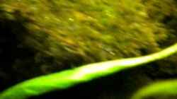 Video Thorichthys Meeki Brutpflege 2 von Benjamin Hamann (xocPEegHVXc)