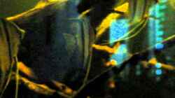Video Geophagus Altifrons von Laura (zdzq4Ak2Oqk)