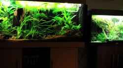 Video serrasalmus maculatus golden piranha von NRW (zzCllFmHRAc)