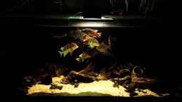 Video Methynnis Argenteus - Geophagus and Apteronotus von NRW (ZFL_qi88FD4)