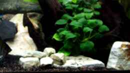Video 160 Liter von Stony (drebhMxjd1I)