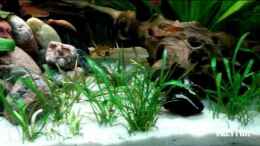 Video Amazonas Aquarium - Video von einrichtungsbeispiele.de von ehemaliger User (i8ENPfX1BGs)