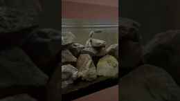 Video Synodontis Njassae von Stephan Senger (soBWFpz706Q)