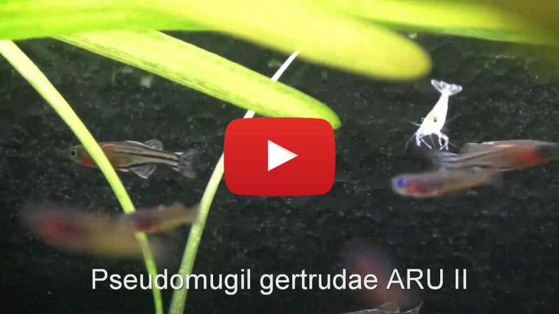 Video 1blqA57YEak abspielen