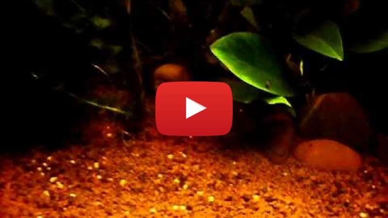Video 4uFBVmMOT8s abspielen Video 4uFBVmMOT8s abspielen