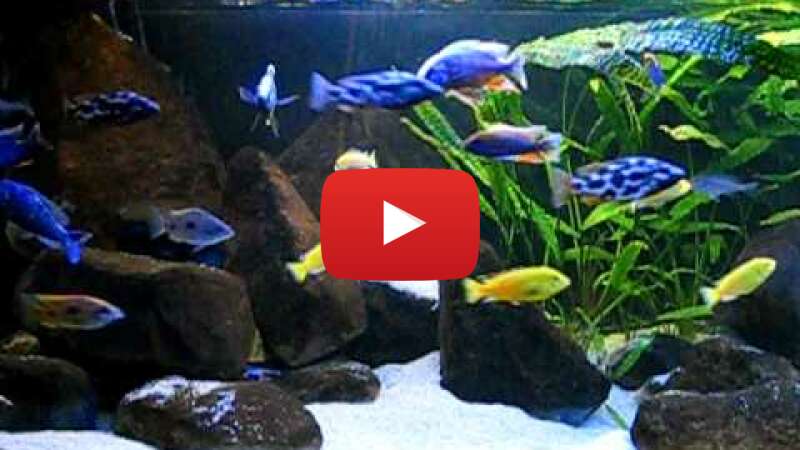 Video 7QYL6Ai7mx8 abspielen Video 7QYL6Ai7mx8 abspielen