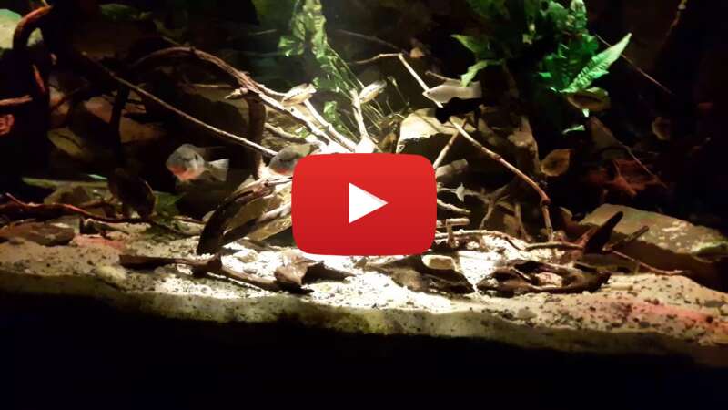 Video K65tc450HT4 abspielen Video K65tc450HT4 abspielen