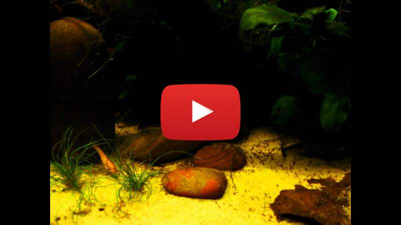 Video TRH9AhtDkqc abspielen Video TRH9AhtDkqc abspielen
