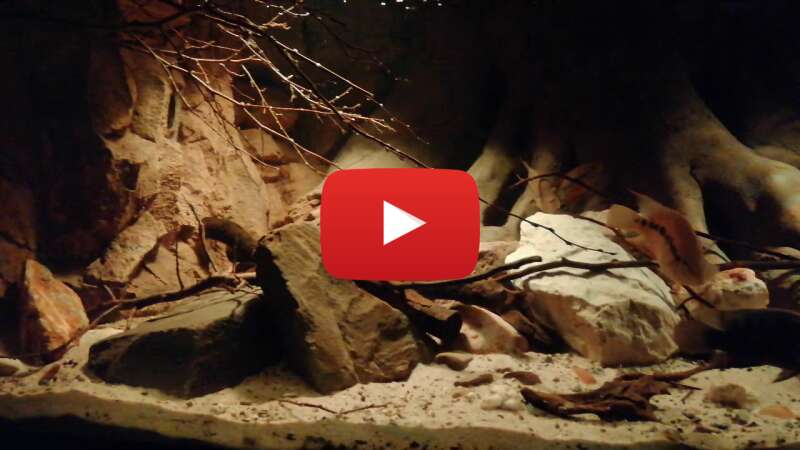 Video _nbNlvHqYGY abspielen Video _nbNlvHqYGY abspielen