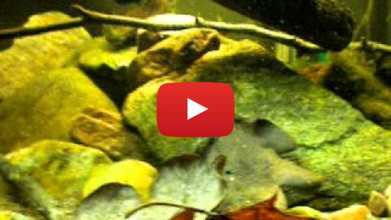 Video cT9rq4BAP0E abspielen Video cT9rq4BAP0E abspielen