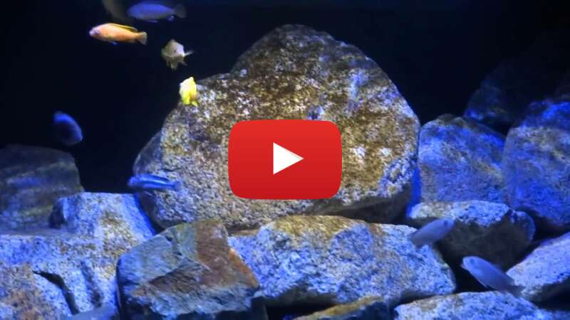 Video jH6MzZUltEs abspielen Video jH6MzZUltEs abspielen