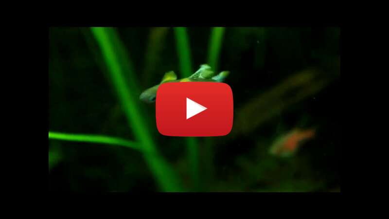 Video kq3nTWM6yyY abspielen Video kq3nTWM6yyY abspielen