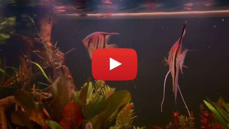 Video mZ7NBw1ou6w abspielen Video mZ7NBw1ou6w abspielen
