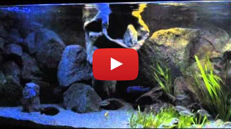 Video nxbn3ev4Y4w abspielen Video nxbn3ev4Y4w abspielen