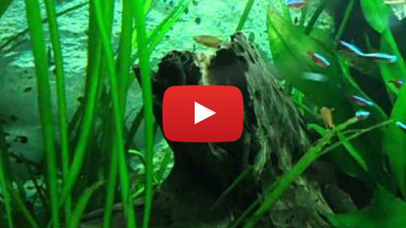 Video skbE4LZQpBc abspielen Video skbE4LZQpBc abspielen