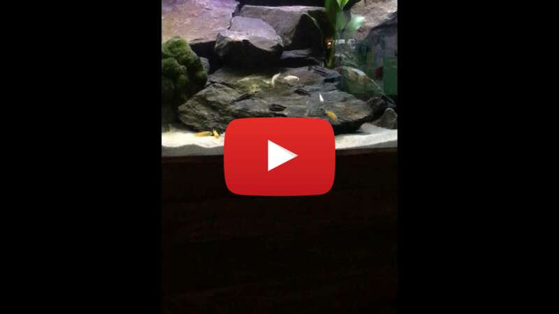 Video v7tft4EjD-E abspielen