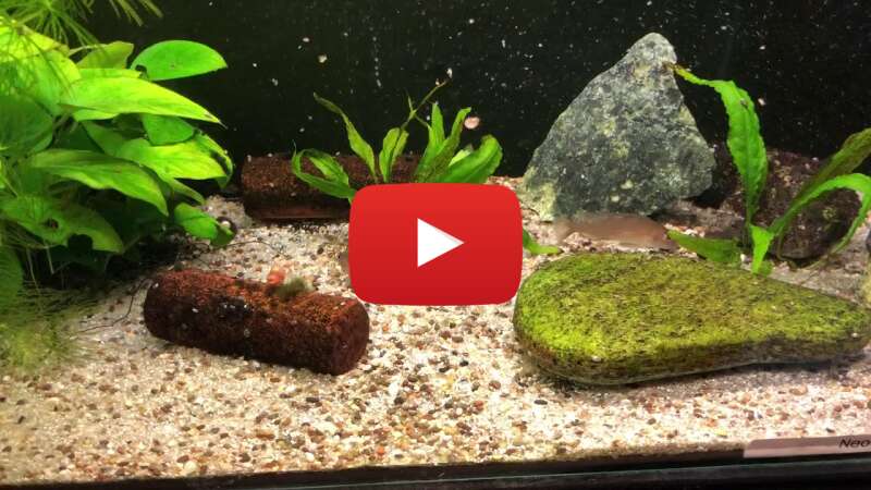 Video wSxfRCJI8cM abspielen Video wSxfRCJI8cM abspielen